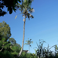 Photo de Bali - Autour de Munduk